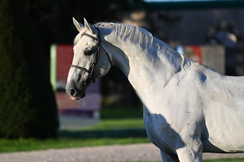 Photo du cheval